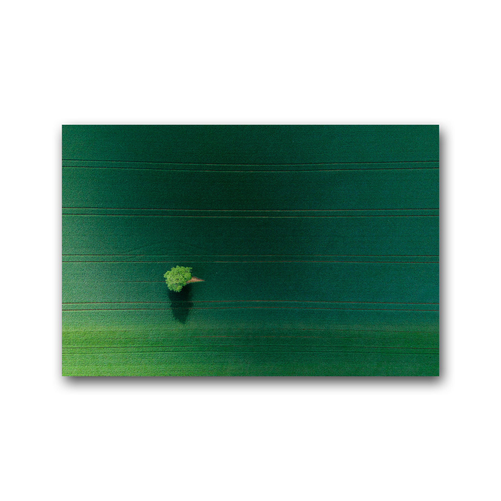 Fifty shades of green - Wandbild Alu-Verbund 3:2